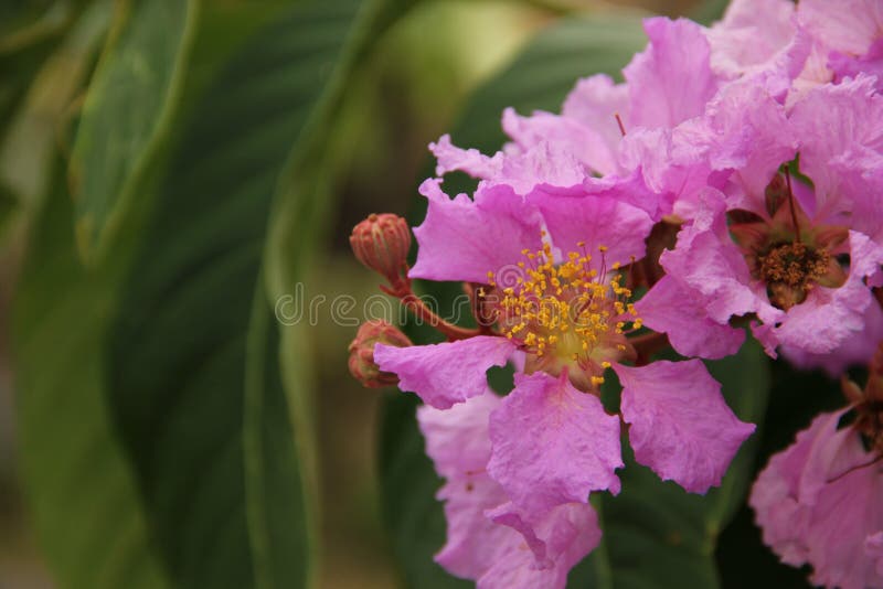 Speciosa di Lagerstroemia immagine stock libera da diritti Speciosa di Lagerstroemia immagine stock libera da diritti