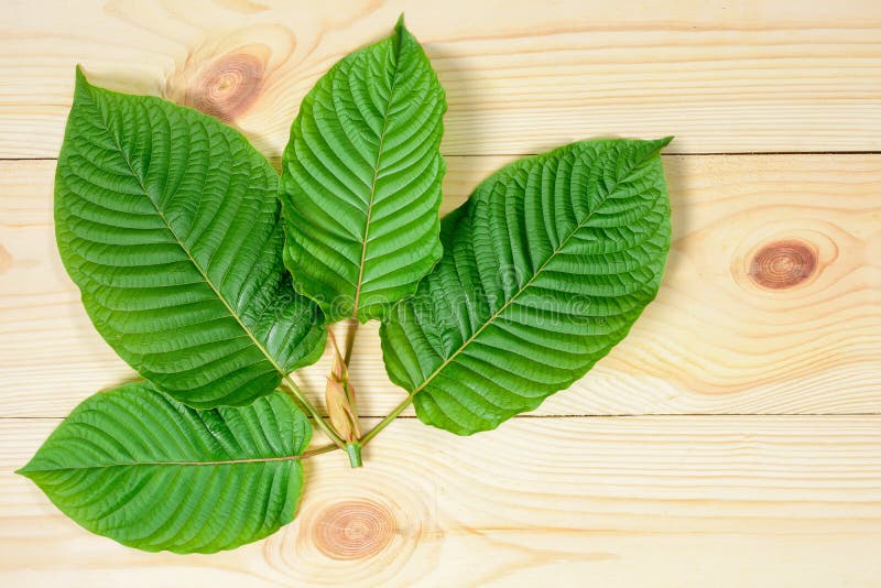Speciosa di Mitragyna o foglie di Kratom fotografia stock Speciosa di Mitragyna o foglie di Kratom fotografia stock