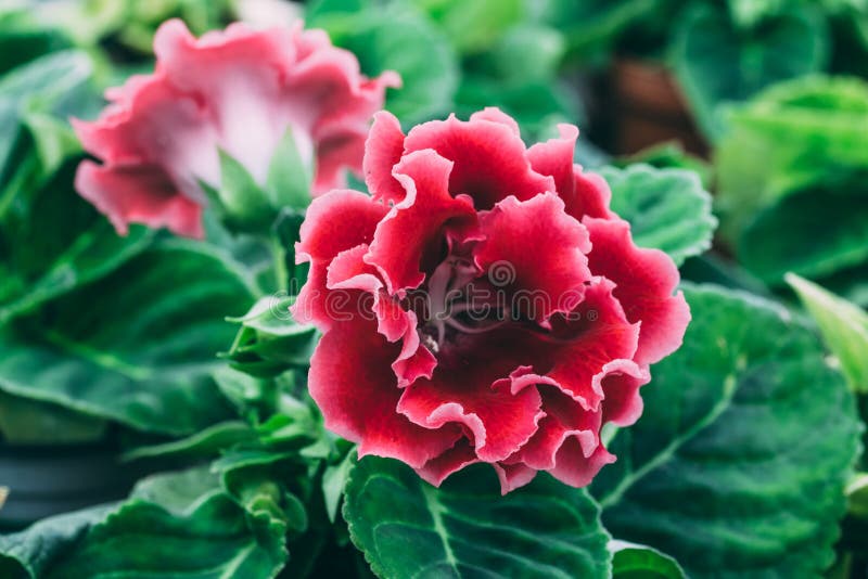 Speciosa Rosado Floreciente Del Gloxinia O Del Sinningia, Flor De La Planta  Ornamental, Foto Macra Foto de archivo - Imagen de macro, belleza: 115678588