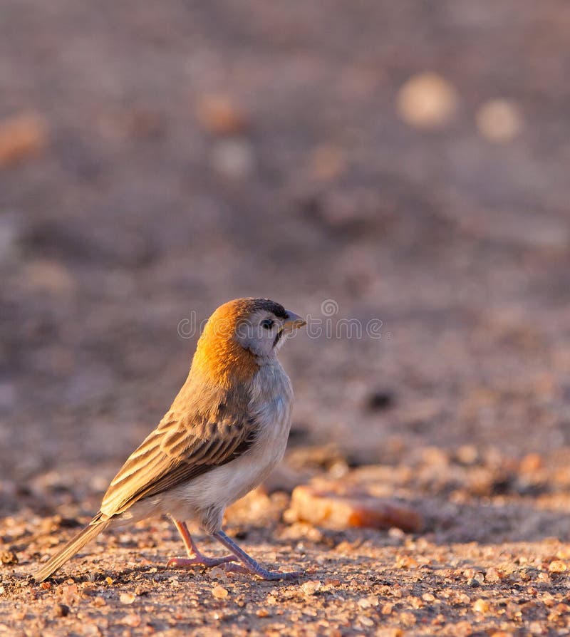 A Speckle-fronted Weaver