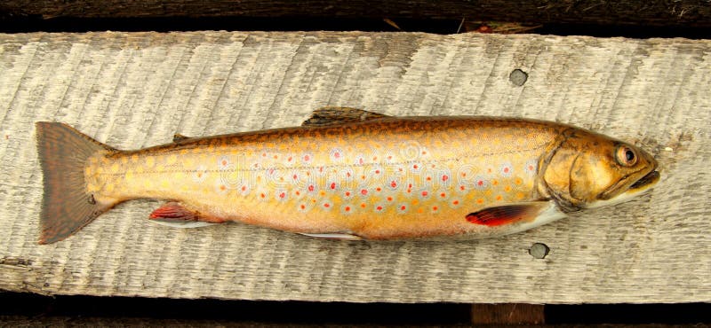 Closeup of a fresh speckle trout on a wood floor stock photography.