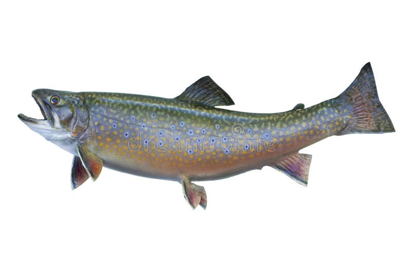 A speckled or brook trout isolated on white.