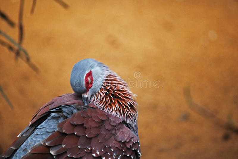 Single pigeon glares menacingly with eyes half closed Stock Photo - Alamy