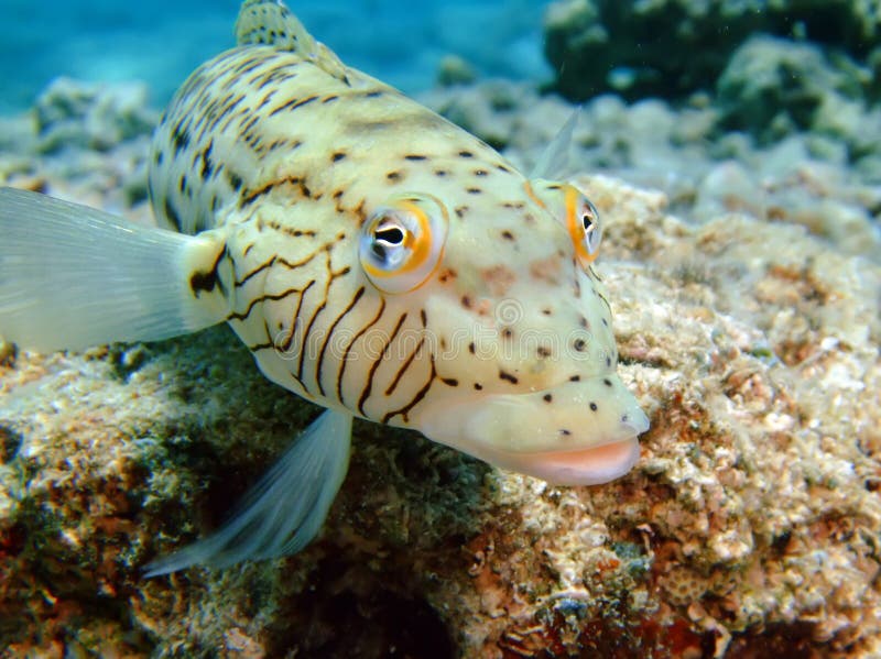 Speckled Sandperch