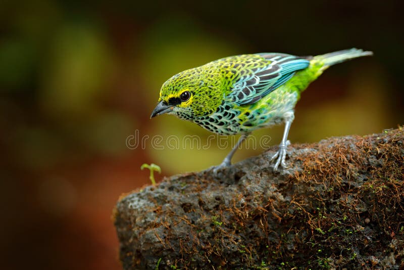 Speckled Tanagers, guttata Tangara, που κάθεται στην καφετιά πέτρα Τροπικό πουλί στο βιότοπο φύσης Άγρια φύση στη Κόστα Ρίκα κίτρ στοκ φωτογραφία με δικαίωμα ελεύθερης χρήσης Speckled Tanagers, guttata Tangara, που κάθεται στην καφετιά πέτρα Τροπικό πουλί στο βιότοπο φύσης Άγρια φύση στη Κόστα Ρίκα κίτρ στοκ φωτογραφία με δικαίωμα ελεύθερης χρήσης