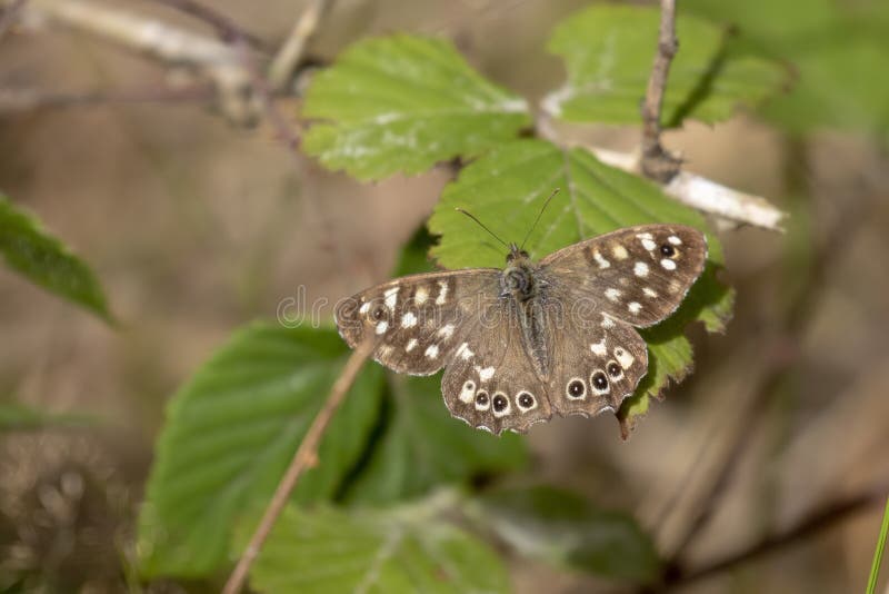 Speckled wood butterfly, Pararge aegeria, perched on a fern and birch leaf in woodland, august, scotland.