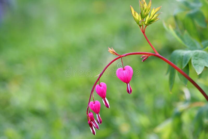 Lamprocapnos spectabilis (bleeding heart), retro photo filter effect. Lamprocapnos spectabilis (bleeding heart), retro photo filter effect