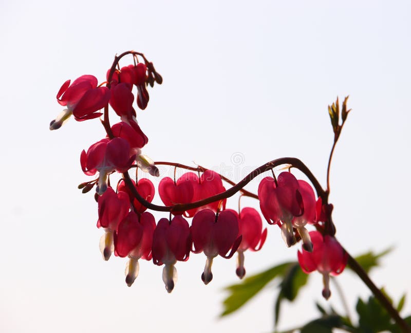 Spectabilis del Dicentra foto de archivo. Imagen de fondo 118379848