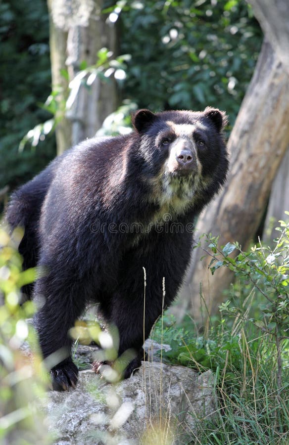 Spectacled Bear