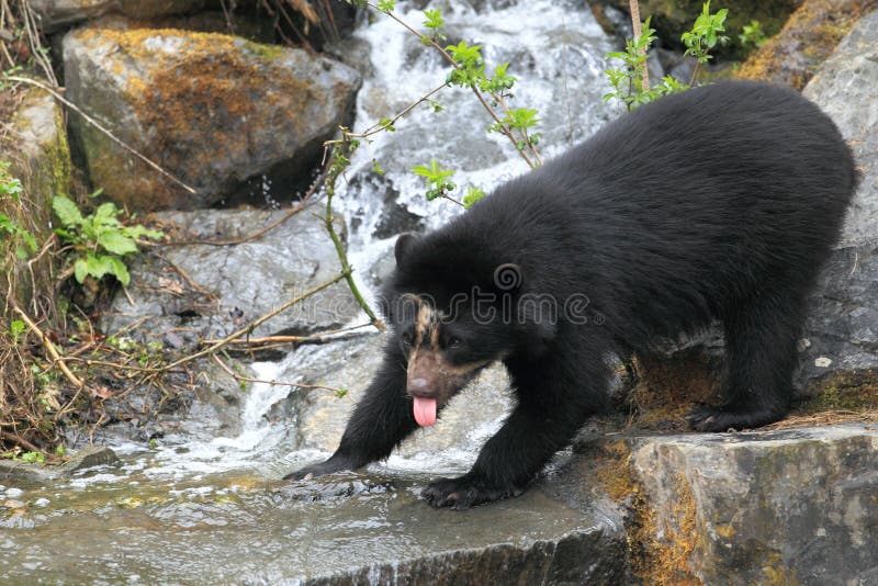 Spectacled bear