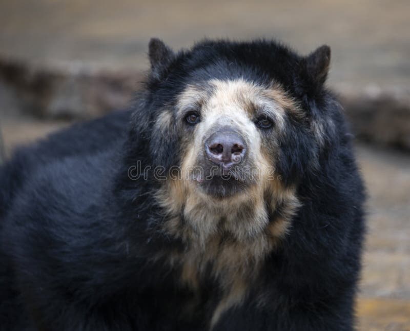 Spectacled bear or Andean bear