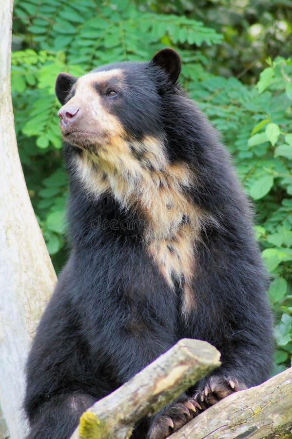 Spectacled Bear