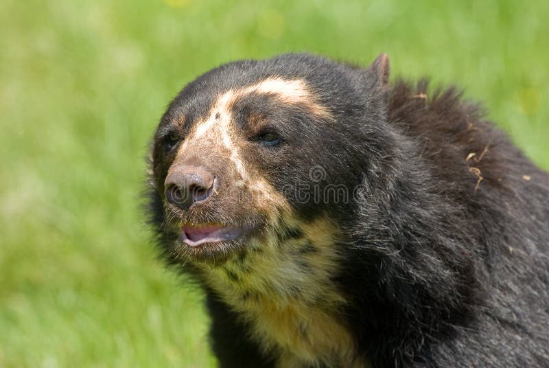 Spectacled Bear portrait