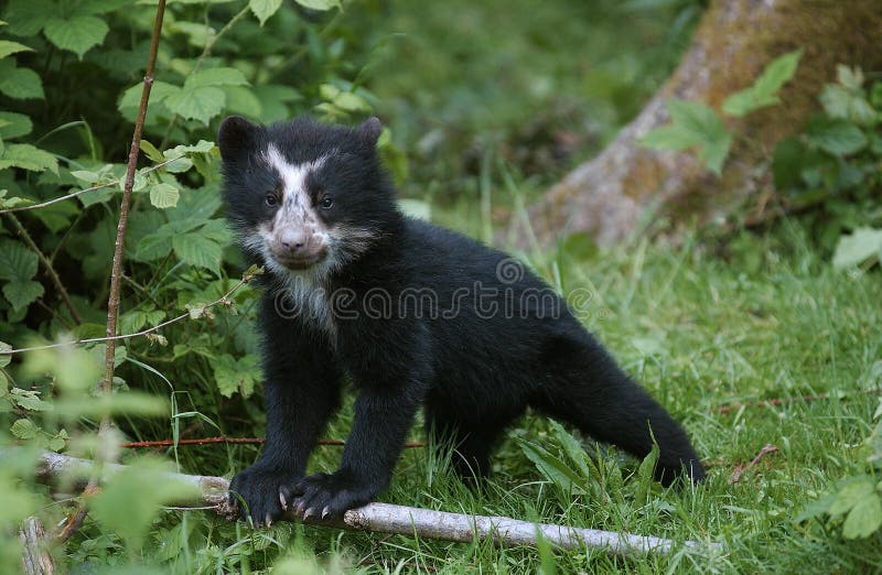 Spectacled Bear, tremarctos ornatus, Young standing on Grass royalty free stock image