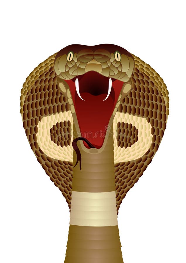 King Cobra the World`s Longest Venomous Snake Isolated on Dark Background  with Clipping Path Stock Illustration - Illustration of dreadful, devil:  184120584