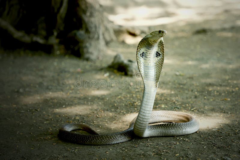 Cobra Logo Wallpapers Top Free Cobra Logo Backgrounds WallpaperAccess