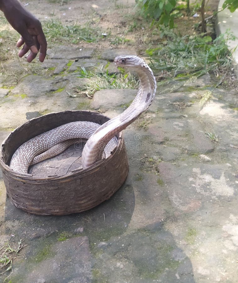 Spectacled cobra in a snake charmer& x27;s basket