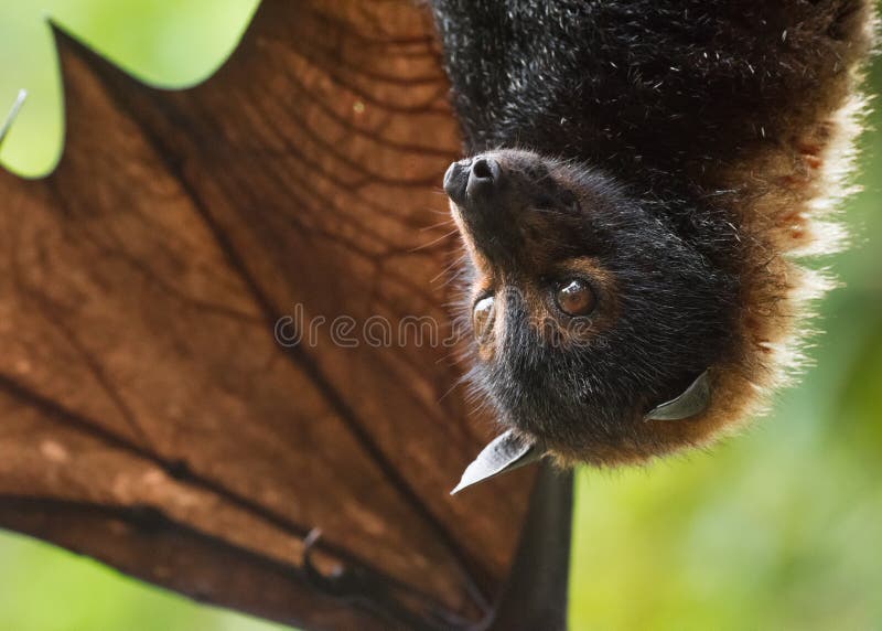 Spectacled Flying Fox