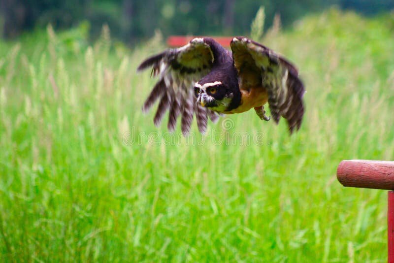 Spectacled Owl Flying