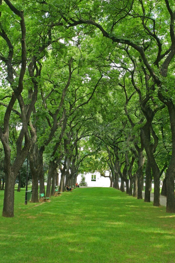 Spectacular alley with arched coiled trees.