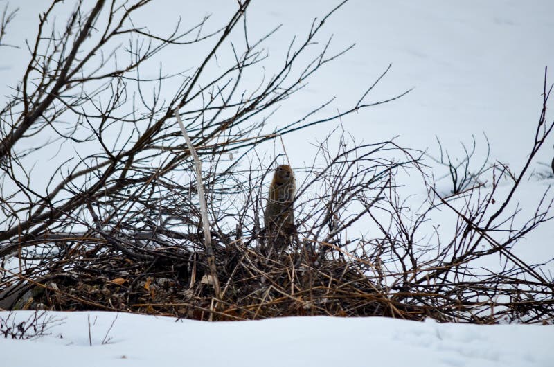 Spectacular .Groundhog hidden among bushes in the snow, Alaska, USA, United States of America