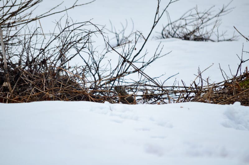 Spectacular .Groundhog  marmot hidden among bushes in the snow, Alaska, USA, United States of America