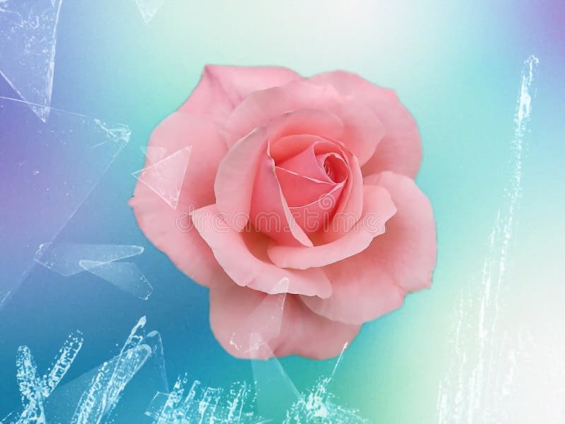 Spectacular Pink Rose on a Blue Background and Broken Glass Stock Photo - Image of broken, holiday: 226322214 Spectacular Pink Rose on a Blue Background and Broken Glass Stock Photo - Image of broken, holiday: 226322214