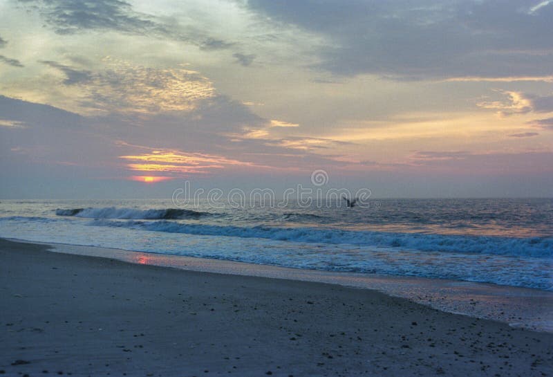 Lovely sunrise over beach with bird at Cape May, New Jersey stock photo Lovely sunrise over beach with bird at Cape May, New Jersey stock photo