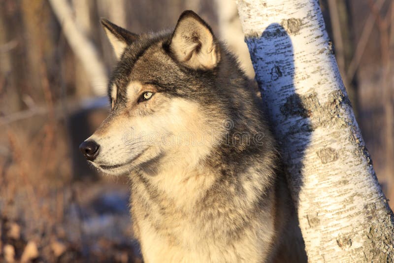 Spectacular Portrait Of Timber Wolf Royalty Free Stock Photo - Image