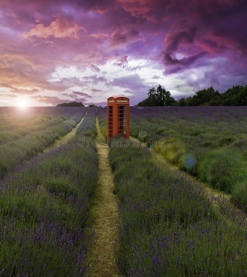 Extravagante atardecer través de lavanda campo viejo teléfono cabina en medio de.