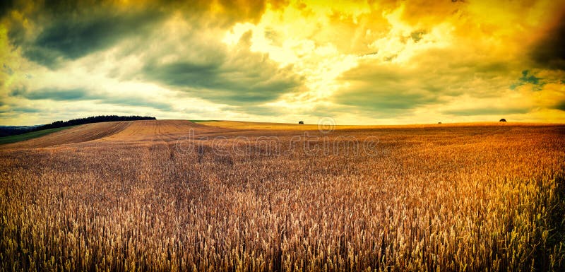 Spectacular sunset over wheat field stock image Spectacular sunset over wheat field stock image