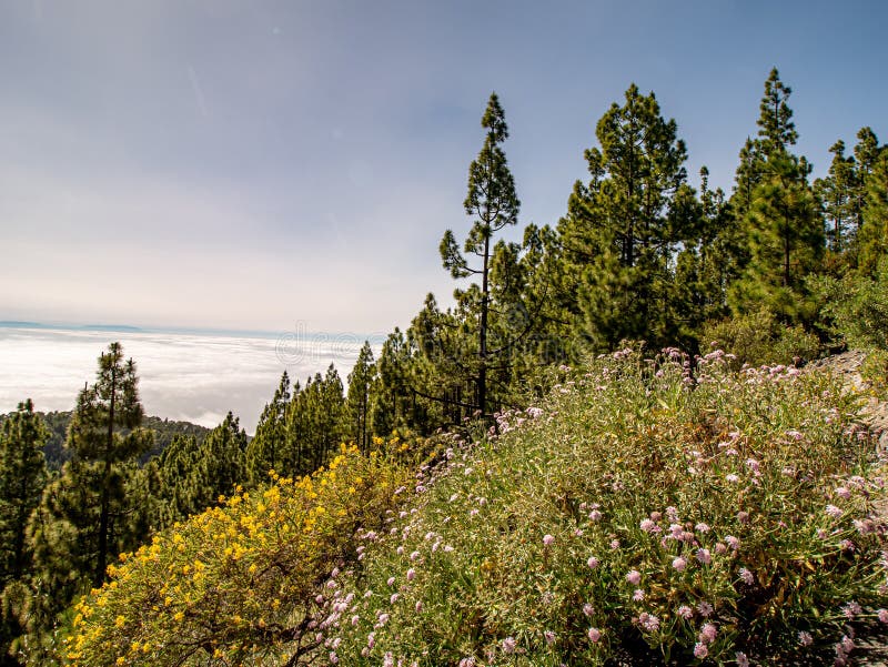 Spectacular view over the meadow to the mountain stock images Spectacular view over the meadow to the mountain stock images