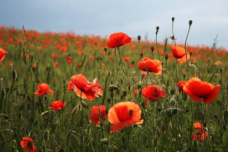 Spectacular Vivid Bloom Close Up of Poppies in Poppy Field. Flower ...