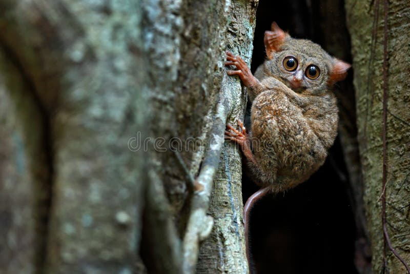 Spectral Tarsier, Tarsius spectrum, portret van zeldzame nachtelijke dieren in de natuurlijke habitat, grote ficusboom, Tangkoko stock afbeeldingen Spectral Tarsier, Tarsius spectrum, portret van zeldzame nachtelijke dieren in de natuurlijke habitat, grote ficusboom, Tangkoko stock afbeeldingen