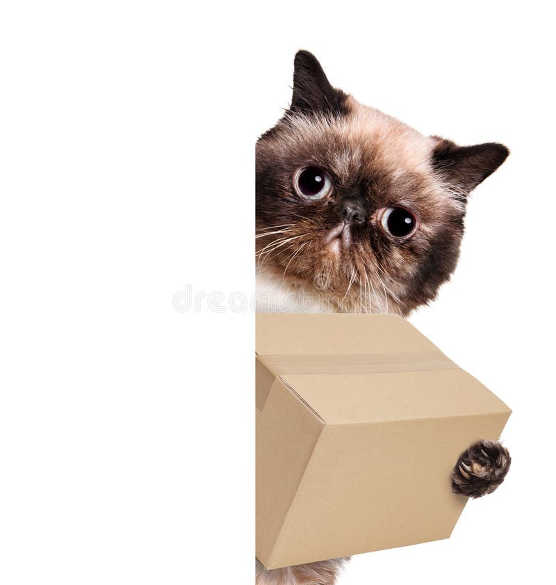 Mail cat in with a big moving box. The white banner. Mail cat in with a big moving box. The white banner.