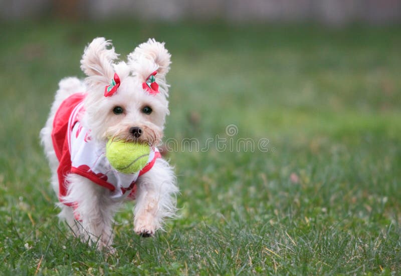 Adorable cute white lap dog wearing festive red and white dress with bows in her hair fetches a yellow tennis ball on a sunny day on a green lawn. Adorable cute white lap dog wearing festive red and white dress with bows in her hair fetches a yellow tennis ball on a sunny day on a green lawn