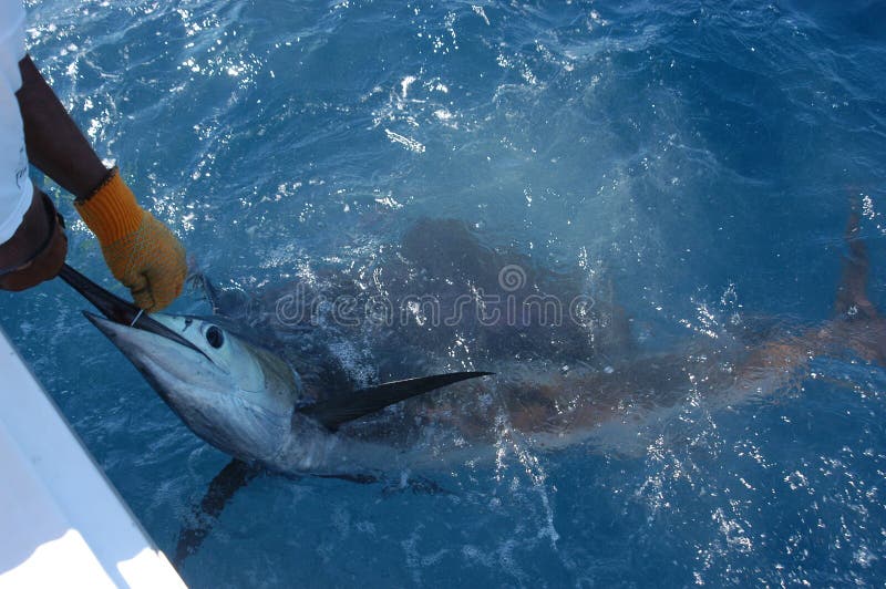 Speerfisch 2 Speerfisch 2