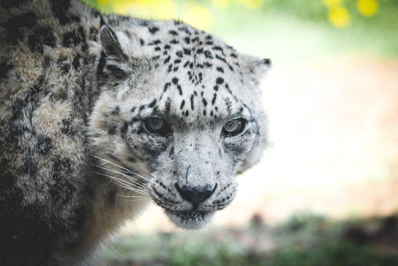 Speichern Sie die Schnee-Leoparden lizenzfreies stockfoto Speichern Sie die Schnee-Leoparden lizenzfreies stockfoto