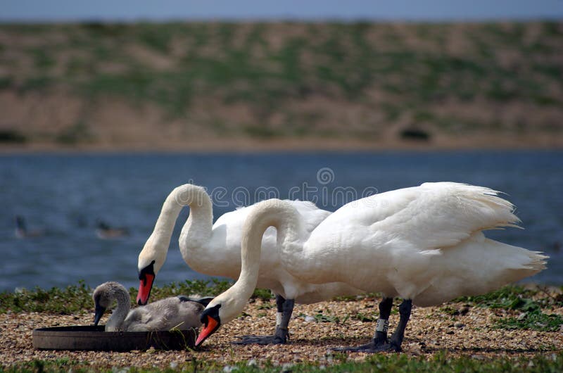 Speicherungzeit stockbild Speicherungzeit stockbild