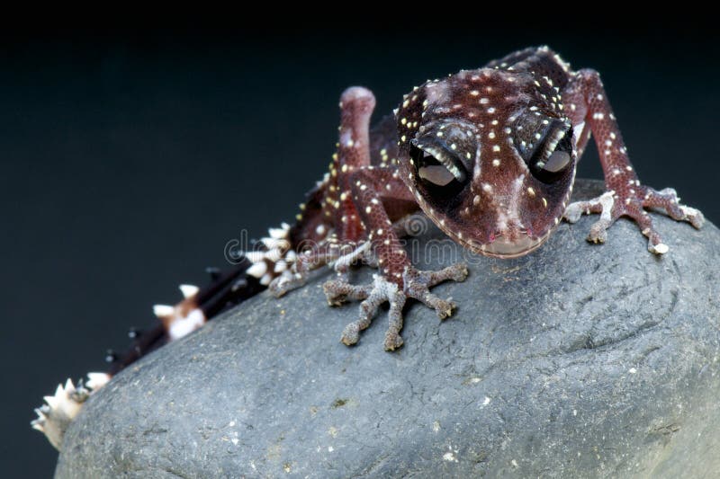 The spectacular Masobe gecko is a rare and endangered gecko species from Madagascar. The spectacular Masobe gecko is a rare and endangered gecko species from Madagascar