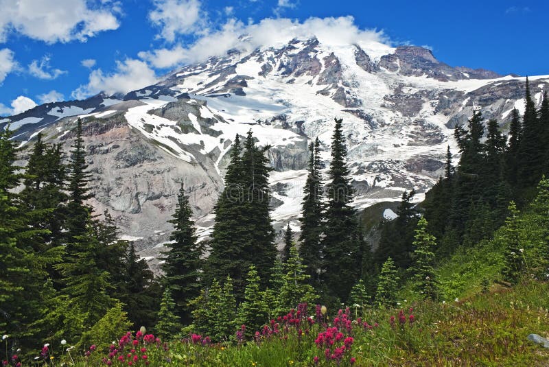 Spektakulära Mount Rainier med vildblommor