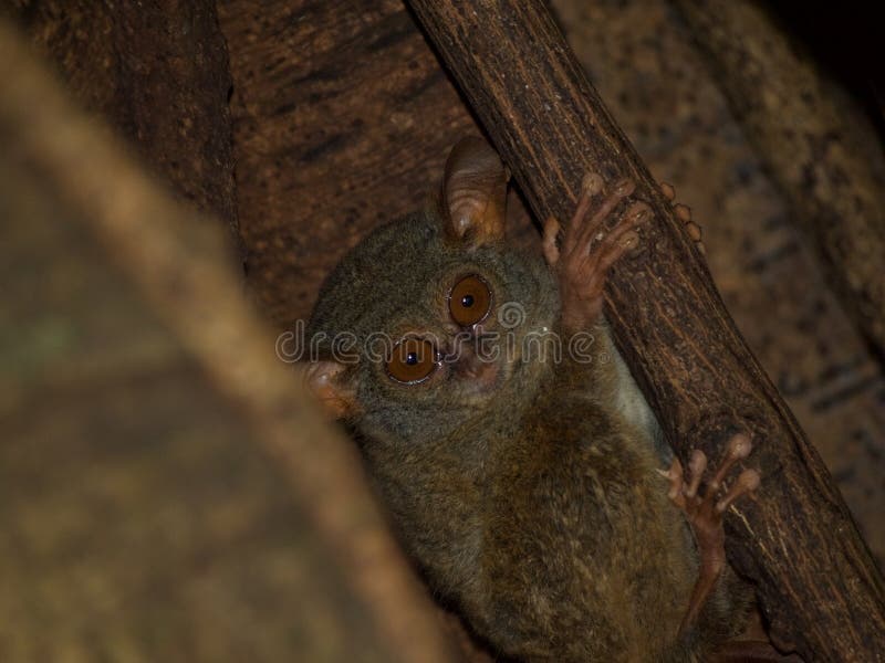 Spektral- mer tarsier i fikonträd royaltyfria bilder Spektral- mer tarsier i fikonträd royaltyfria bilder