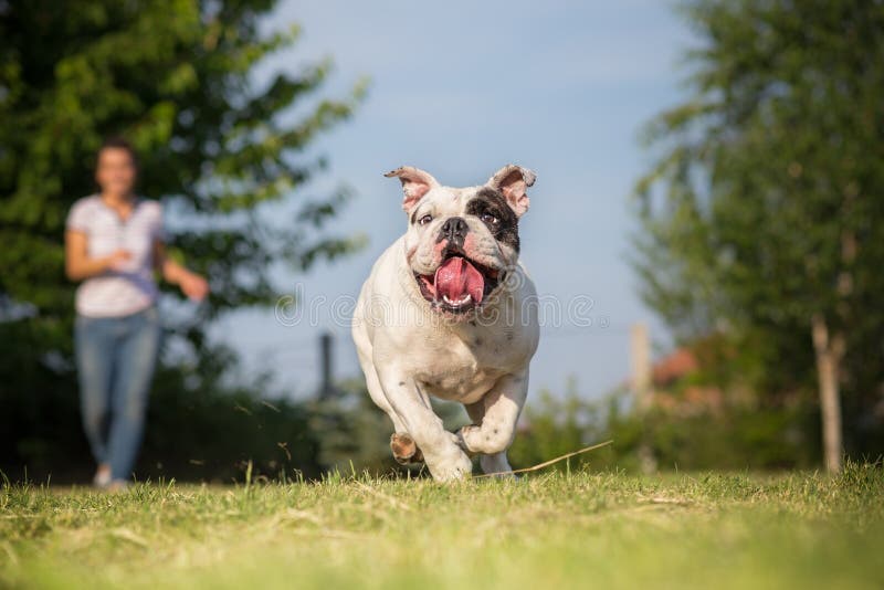 Spela med den engelska bulldoggen royaltyfria bilder Spela med den engelska bulldoggen royaltyfria bilder