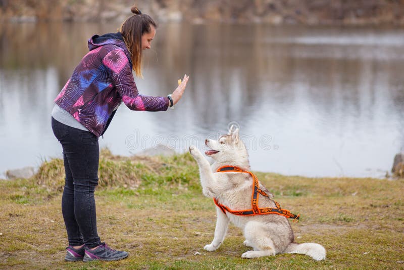 Spela med skrovligt f?r hundsiberian arkivbilder Spela med skrovligt f?r hundsiberian arkivbilder