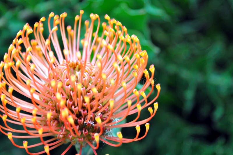Speldenkussen Protea, Leucospermum van Zuid-Afrika stock foto's Speldenkussen Protea, Leucospermum van Zuid-Afrika stock foto's