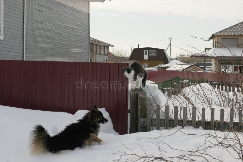 Spelkatten en honden stock foto's Spelkatten en honden stock foto's