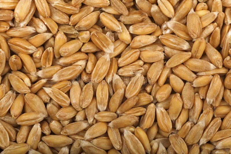 Rye kernels stock image. Image of brown, food, grain 13323817