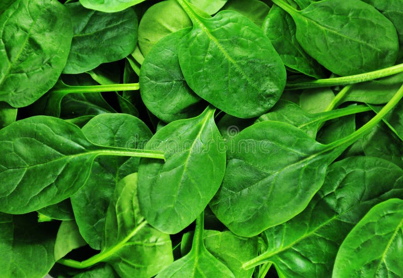 Fresh green spinach leaves background. Fresh green spinach leaves background