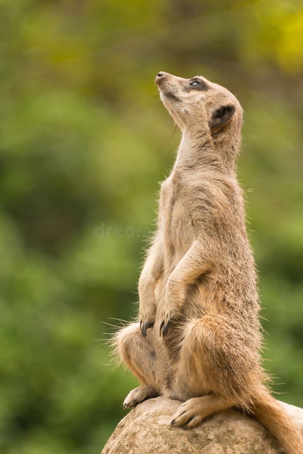 Spenslig-tailed meerkatsammanträde vaggar på att se upp royaltyfri foto Spenslig-tailed meerkatsammanträde vaggar på att se upp royaltyfri foto