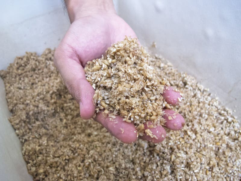 Spent Grain after Mashing in a Bucket from Homebrew Stock Image Image